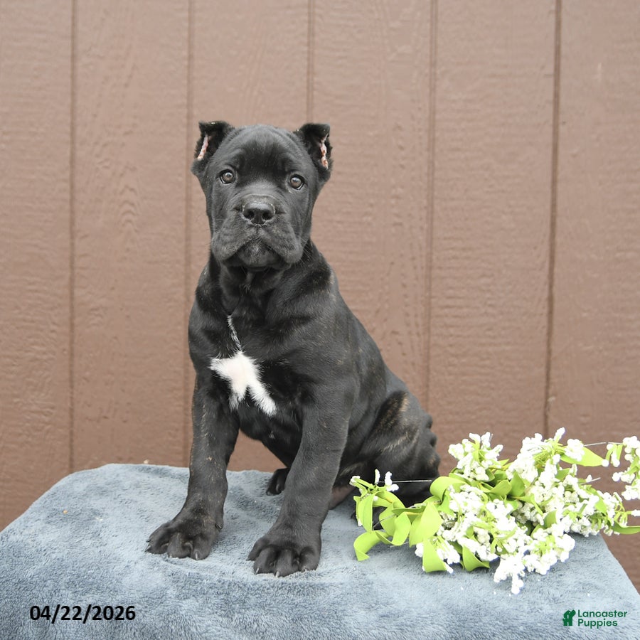 Cane Corso dogs Bandit - Ad 1