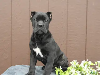 Cane Corso dogs for sale: Bandit - Ad 4