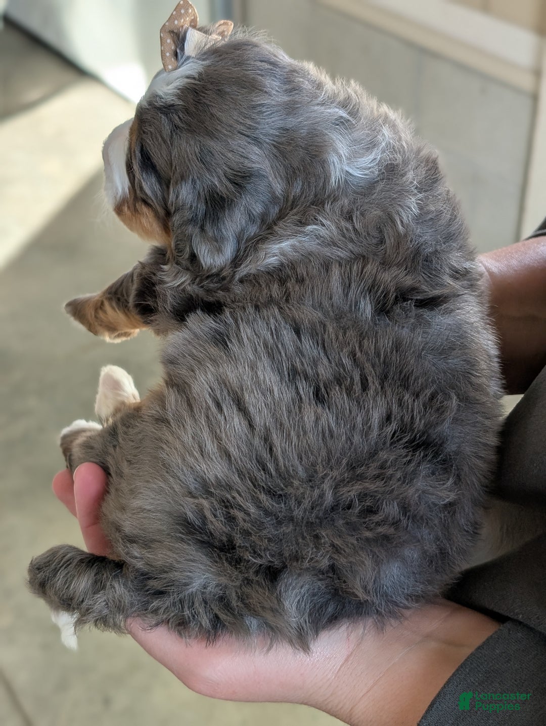 Mini Bernedoodle dogs for sale: Mini Daisy  - Ad 11