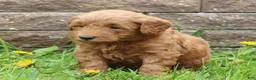 Mini Goldendoodle dogs for sale: Bruno - Ad 3