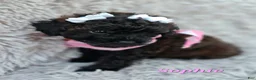 Toy Poodle dogs for sale: Sophie - Ad 4