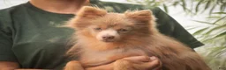Pomeranian dogs for sale: Kibbles Pomeranian  - Ad 8