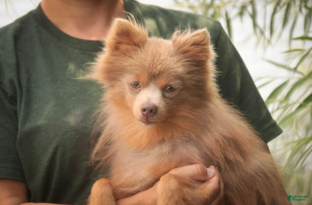 Pomeranian dogs for sale: Kibbles Pomeranian  - Ad 8