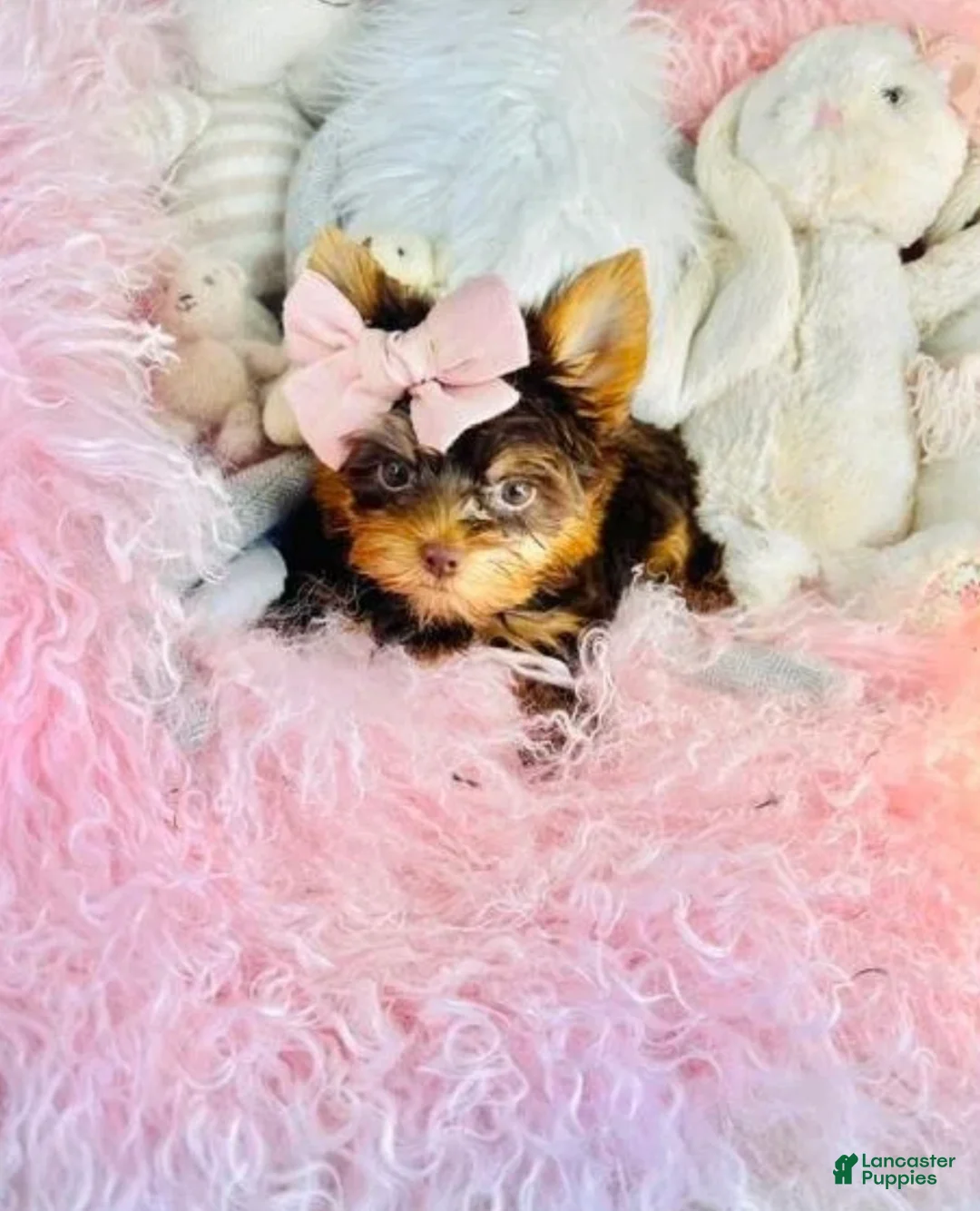 Yorkshire Terrier dogs for sale: Teacup chocolate Yorkshire Terrier 1 - Ad 2