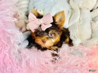 Yorkshire Terrier dogs Teacup chocolate Yorkshire Terrier 1 - Ad 2