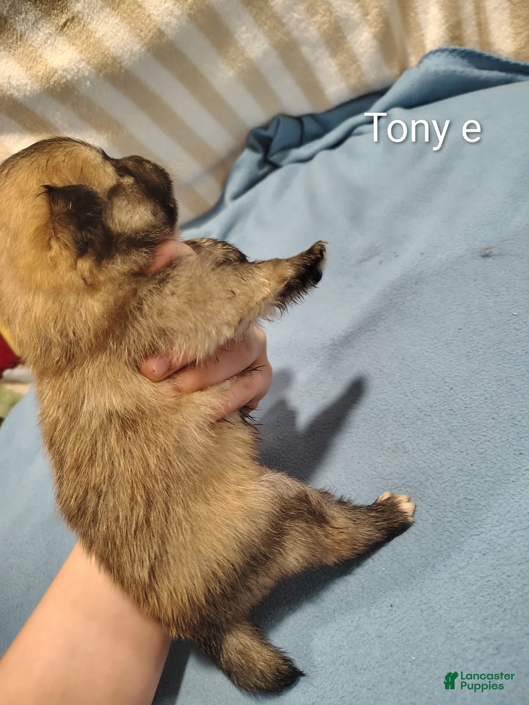 Pomeranian dogs for sale: Pomeranian Puppy 2 - Ad 2