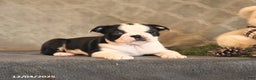 Boston Terrier dogs for sale: Azure - Ad 4