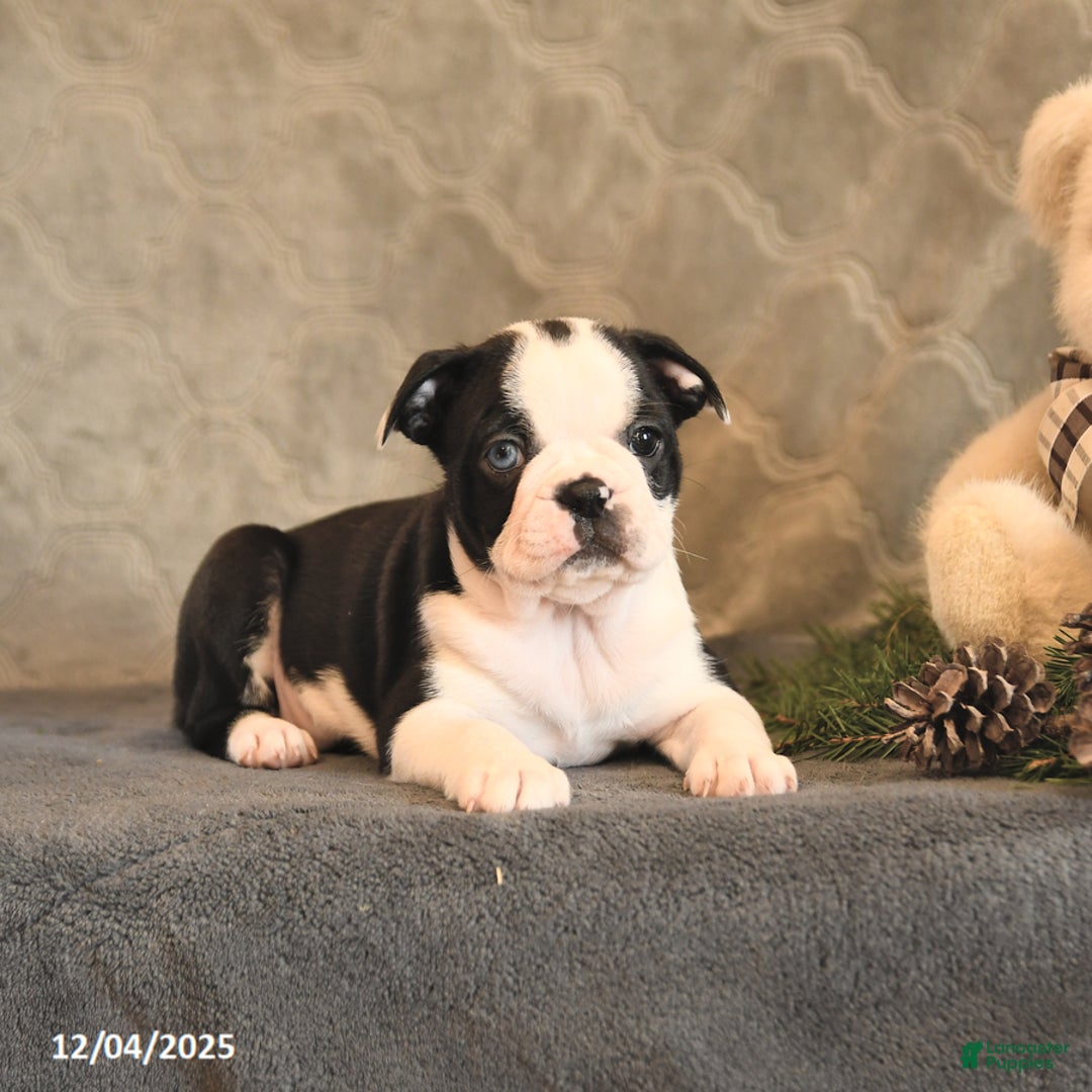 Boston Terrier dogs for sale: Azure - Ad 4