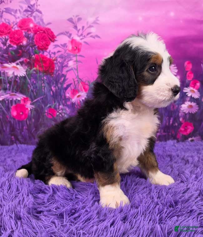 Mini Bernedoodle dogs Hendrix - Ad 2