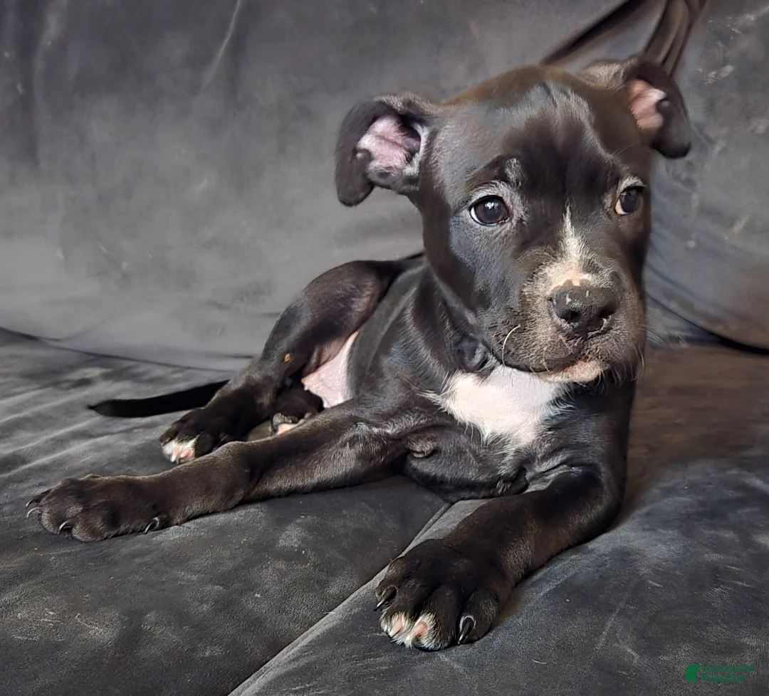 Mixed Breed dogs for sale: Mixed Breed 2 - Ad 1