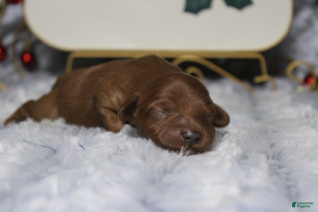 Cavapoo dogs for sale: Honey - Ad 6