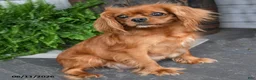 Cavapoo dogs for sale: Jasper  - Ad 6