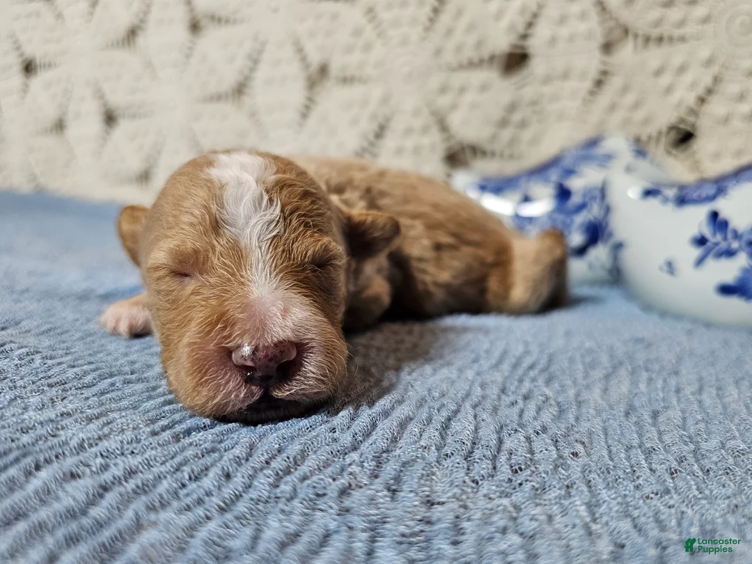 Mini Goldendoodle dogs for sale: Colonel mustard - Ad 2