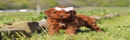 Mini Goldendoodle dogs for sale: Willow - Ad 1