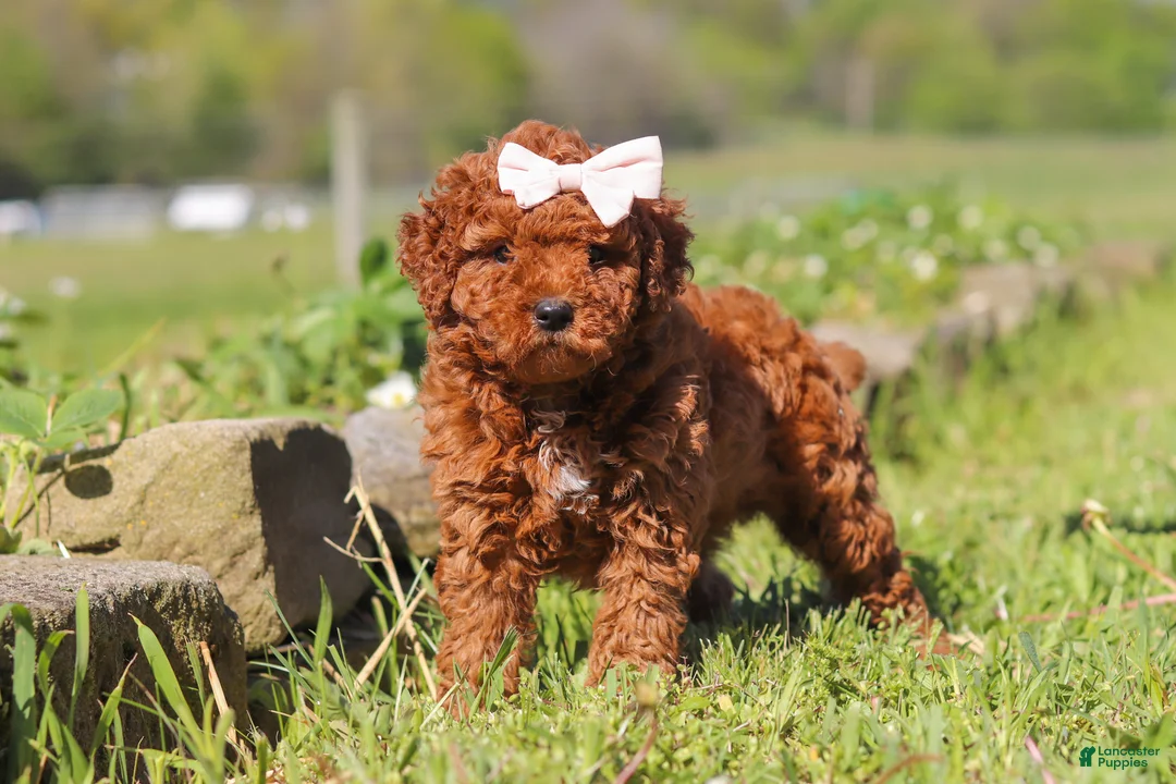 Mini Goldendoodle dogs for sale: Willow - Ad 1