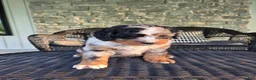 Mini Bernedoodle dogs for sale: Mini Bernedoodle Puppy 1 - Ad 14