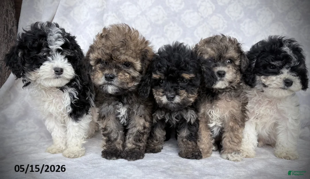 Maltipoo dogs for sale: Spot - Ad 5