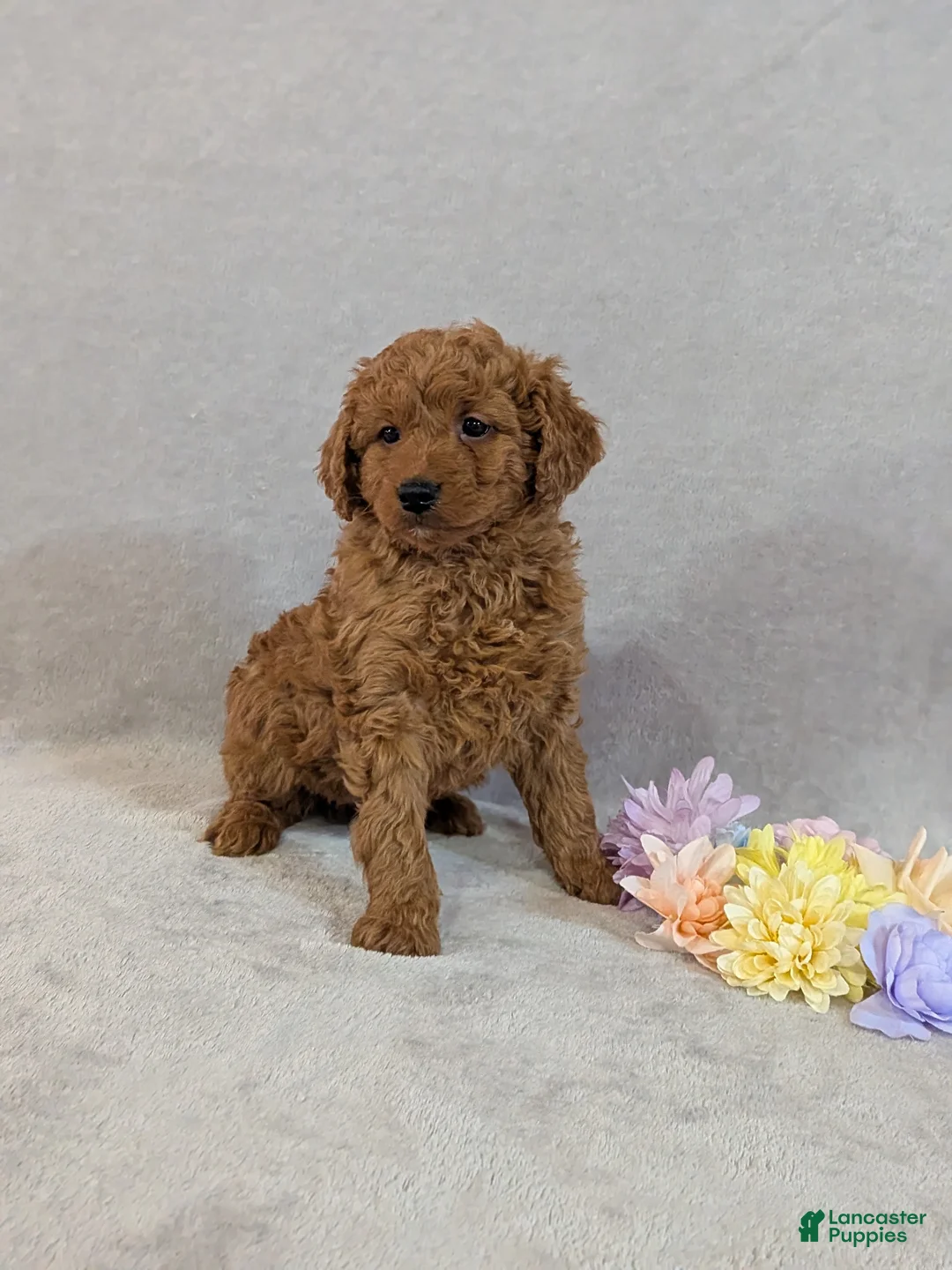 Mini Goldendoodle dogs for sale: Dexter  - Ad 1