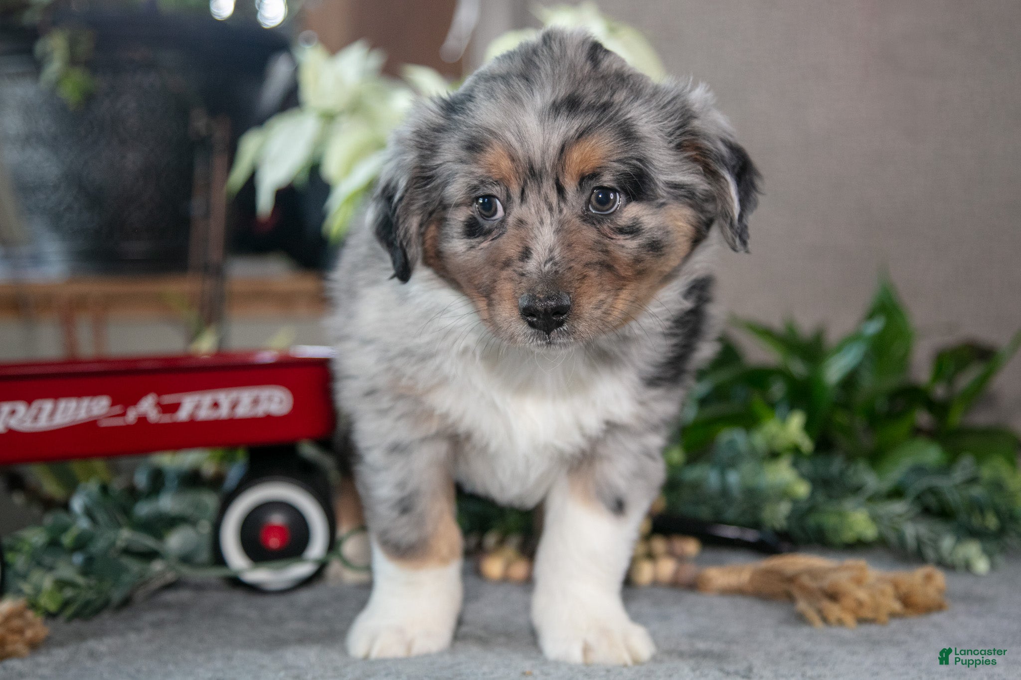 Miniature Australian Shepherd dogs Dallas - Ad 2