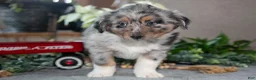 Miniature Australian Shepherd dogs for sale: Dallas - Ad 2
