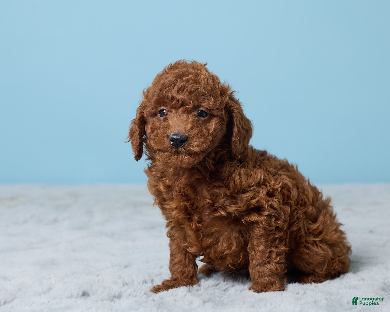 Miniature Poodle dogs Russell - Ad 2
