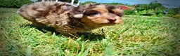 Havapoo dogs for sale: Ironman - Ad 14