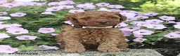 Miniature Poodle dogs for sale: Ranger - Ad 5