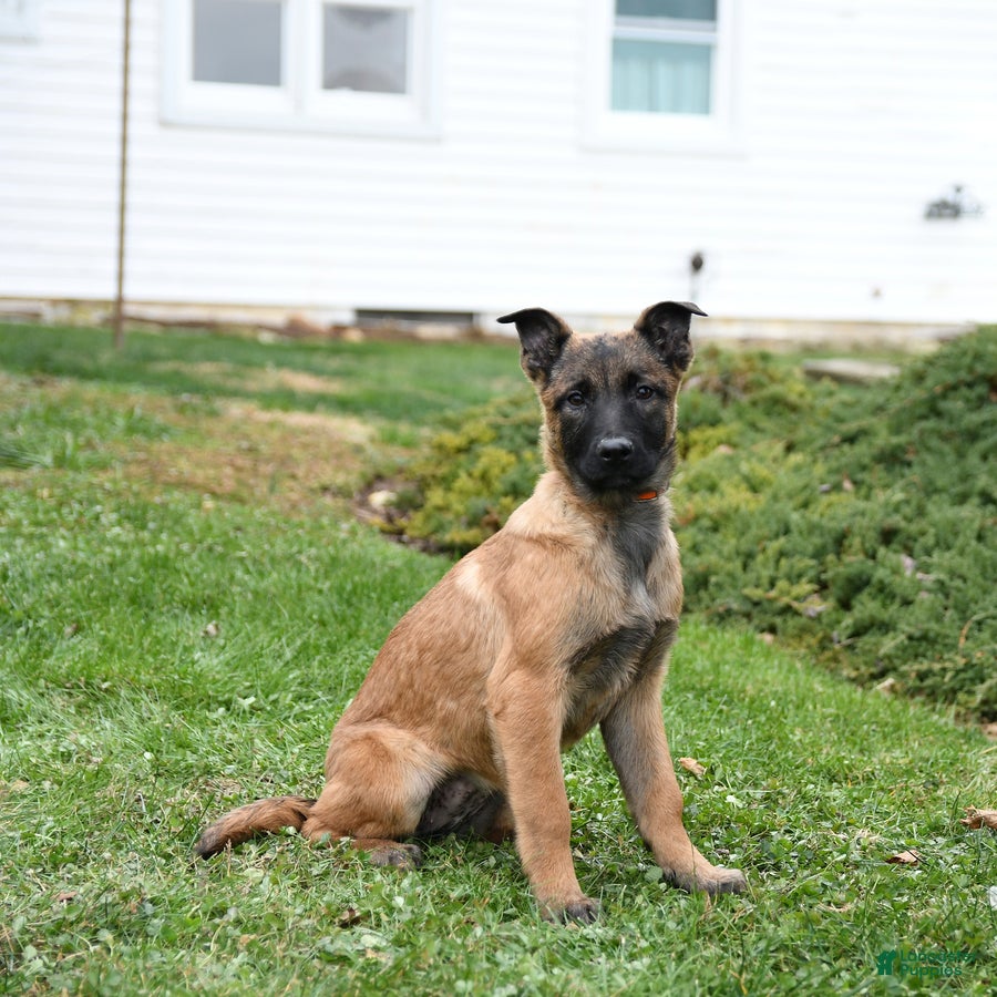Belgian Malinois dogs Polly  - Ad 1