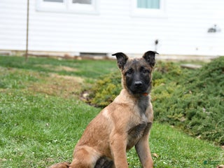 Belgian Malinois dogs Polly - Ad 3