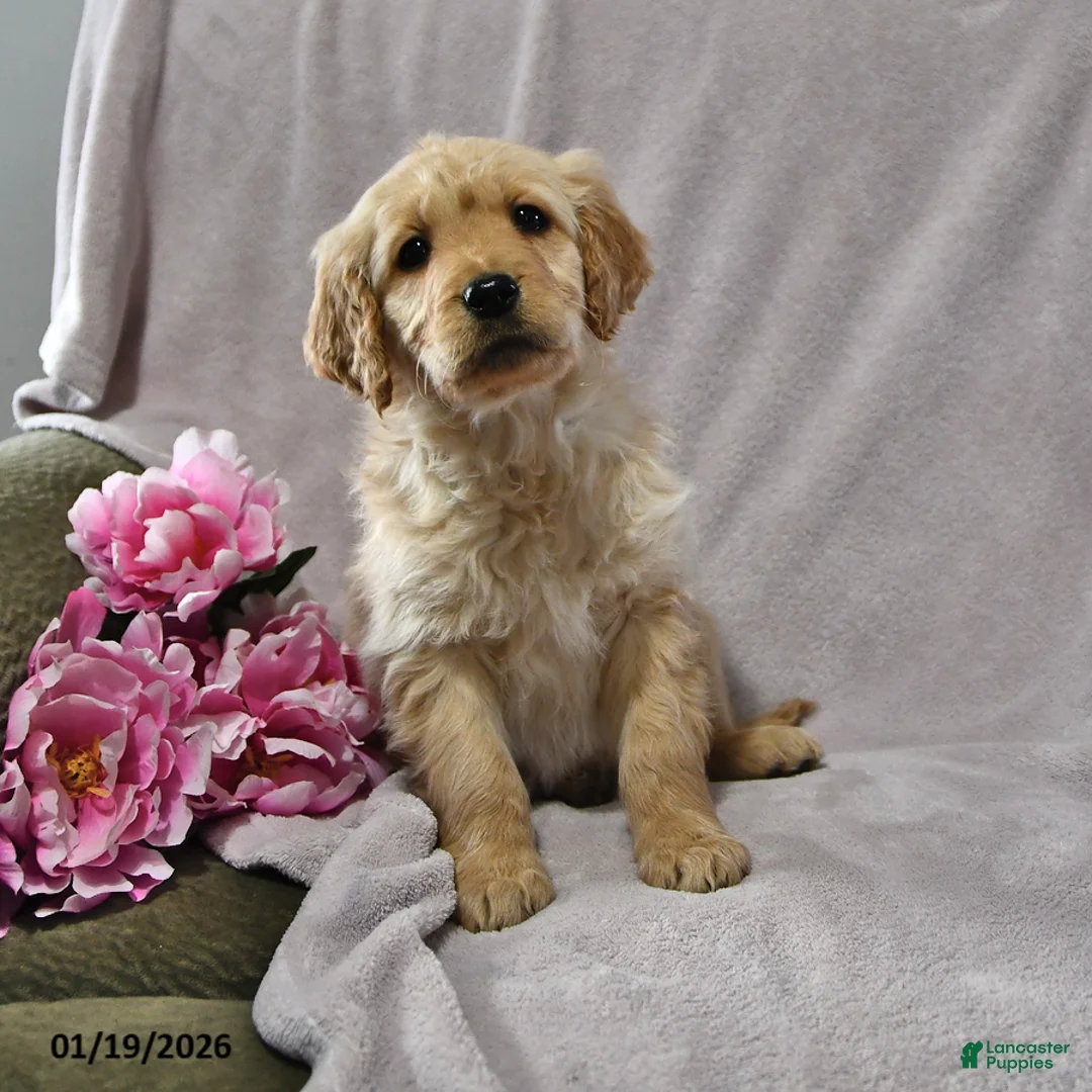 Goldendoodle dogs for sale: Holly - Ad 4