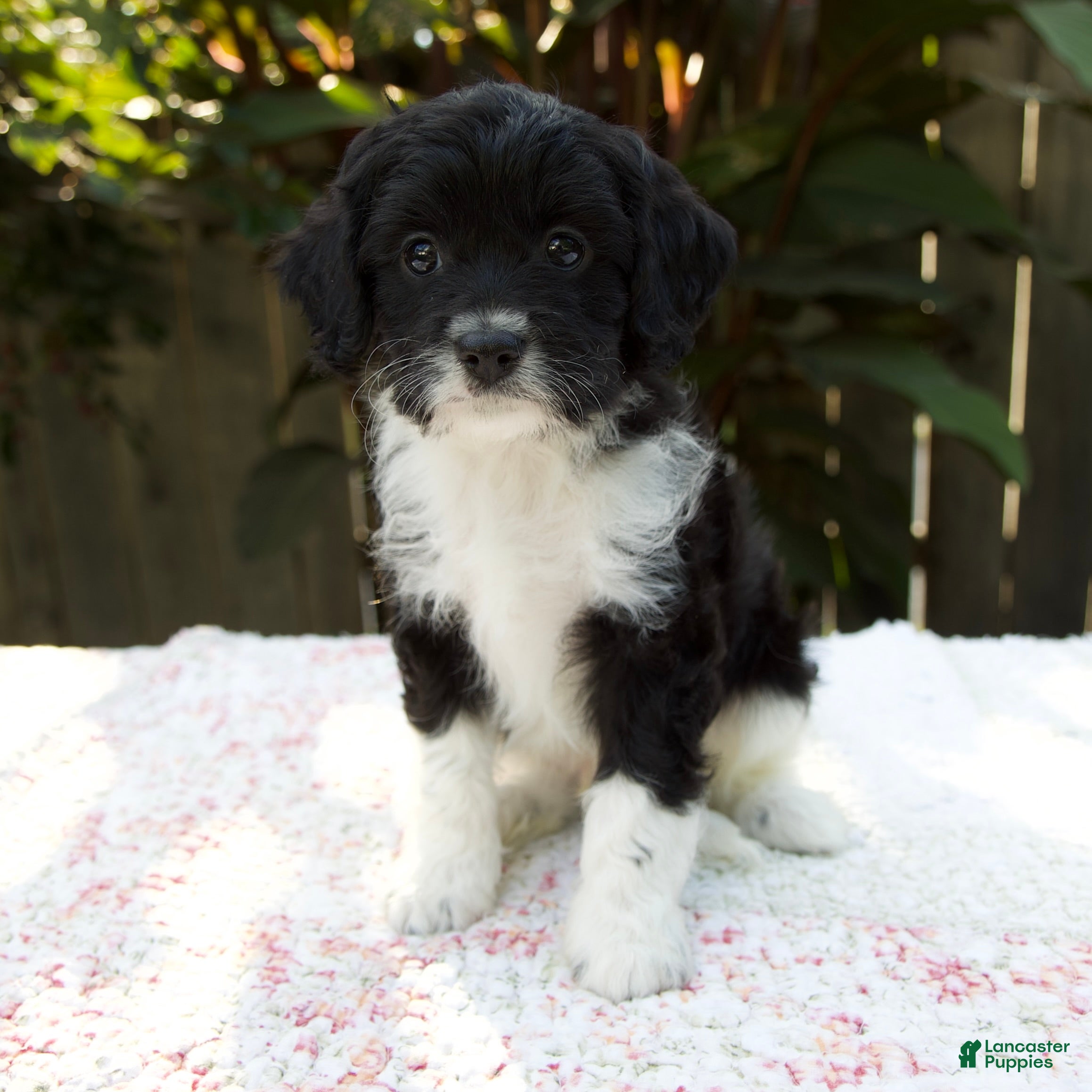Cavapoo dogs Felix - Ad 2