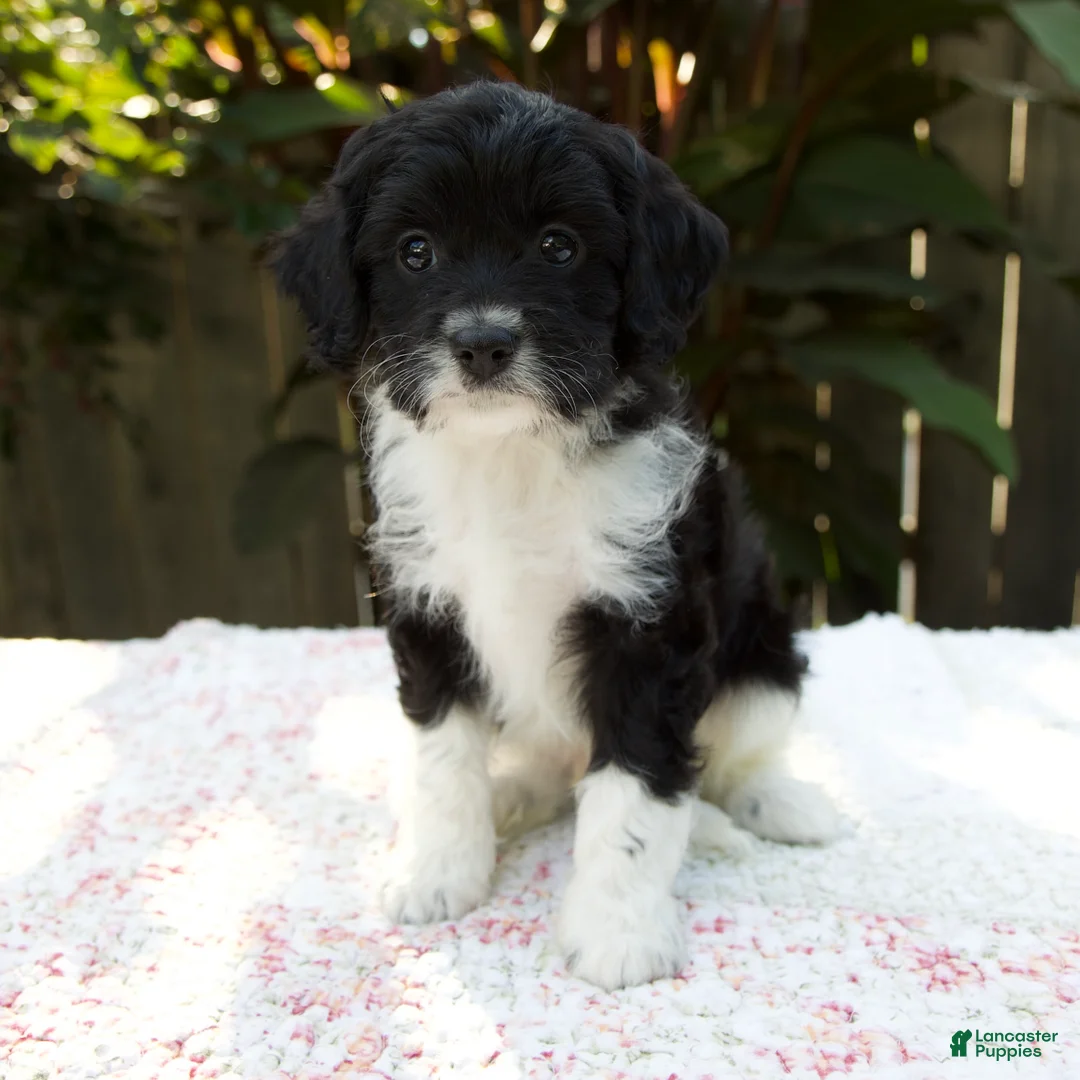 Cavapoo dogs for sale: Felix - Ad 2
