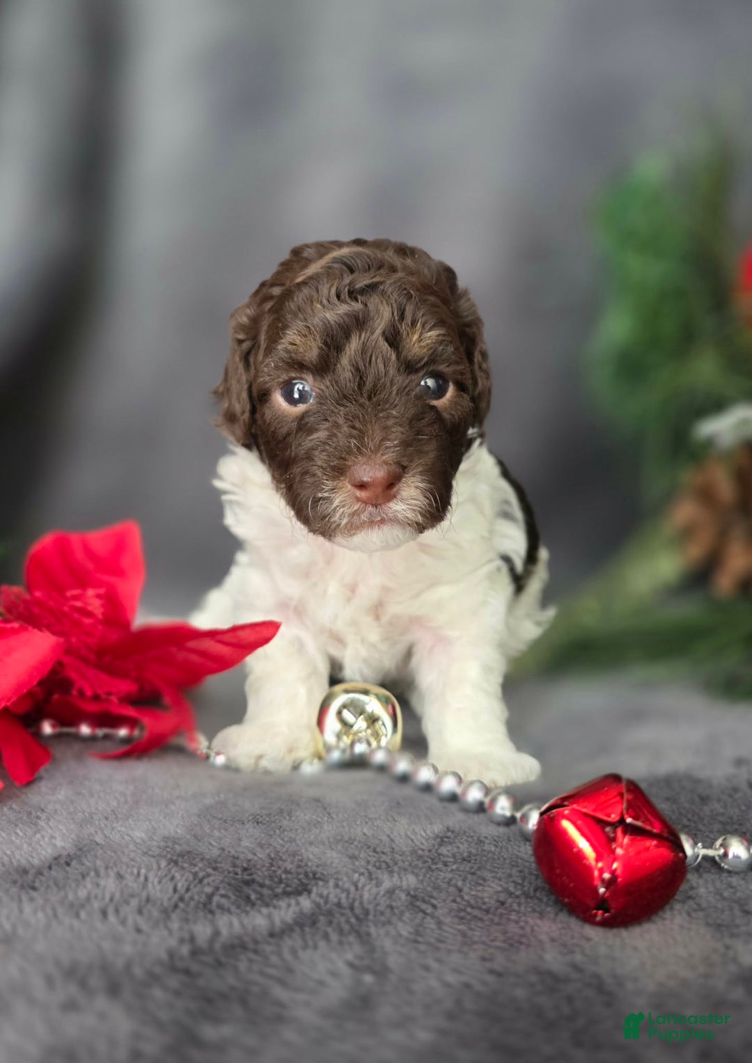 Havapoo dogs for sale: Kaya  - Ad 2