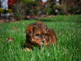 Yorkiepoo dogs Charlie - Ad 12