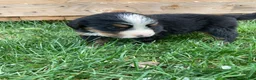 Bernese Mountain Dog dogs for sale: Silky  - Ad 8
