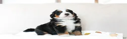 Bernese Mountain Dog dogs for sale: Jane - Ad 3