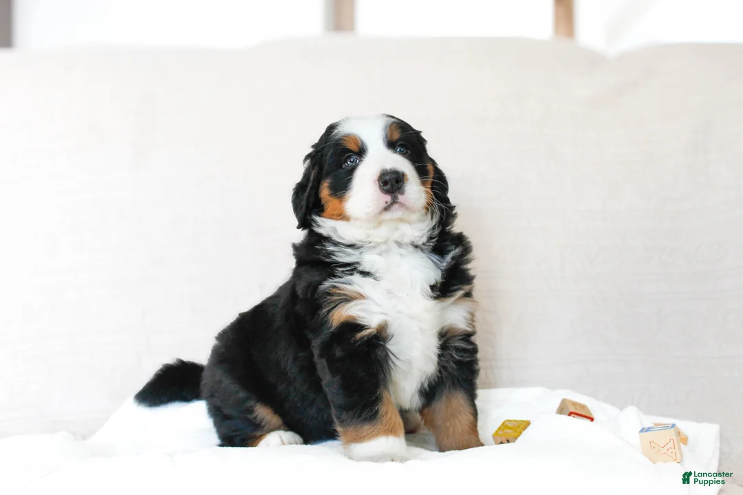Bernese Mountain Dog dogs for sale: Jane - Ad 3