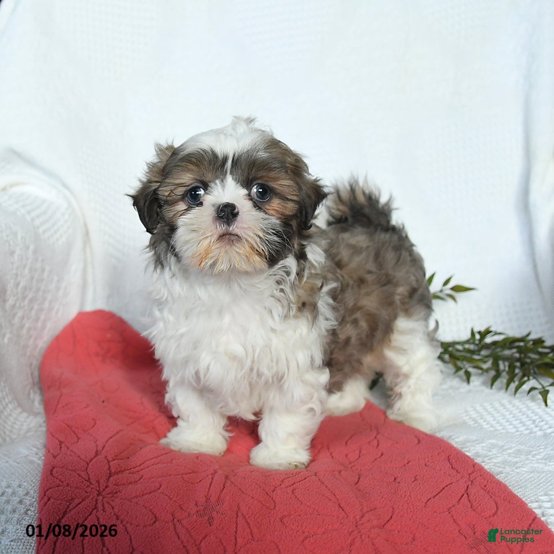 Shih Tzu dogs for sale: Lady - Ad 1