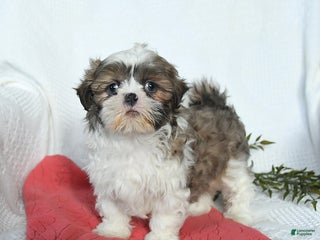 Shih Tzu dogs Lady - Ad 33