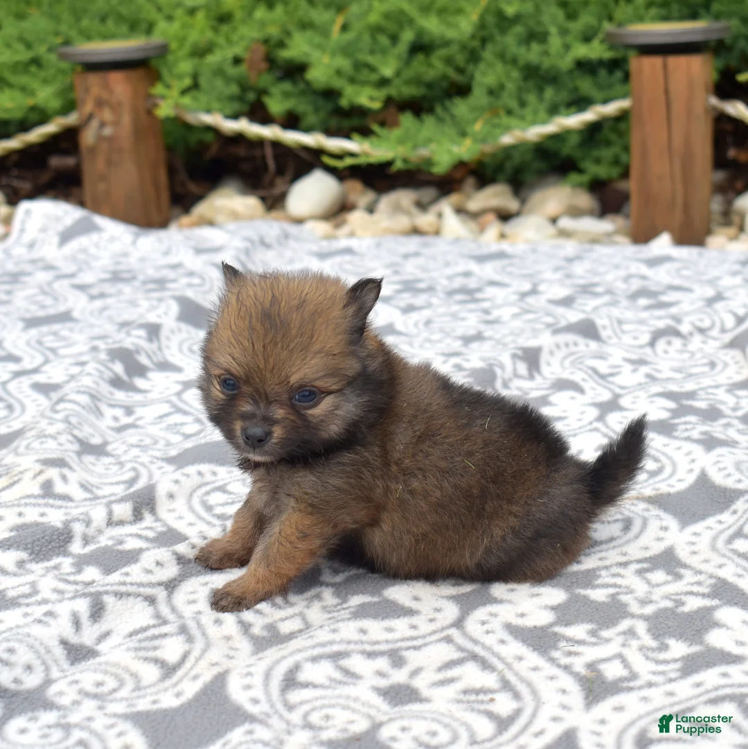 Pomeranian dogs for sale: Daisy - Ad 2