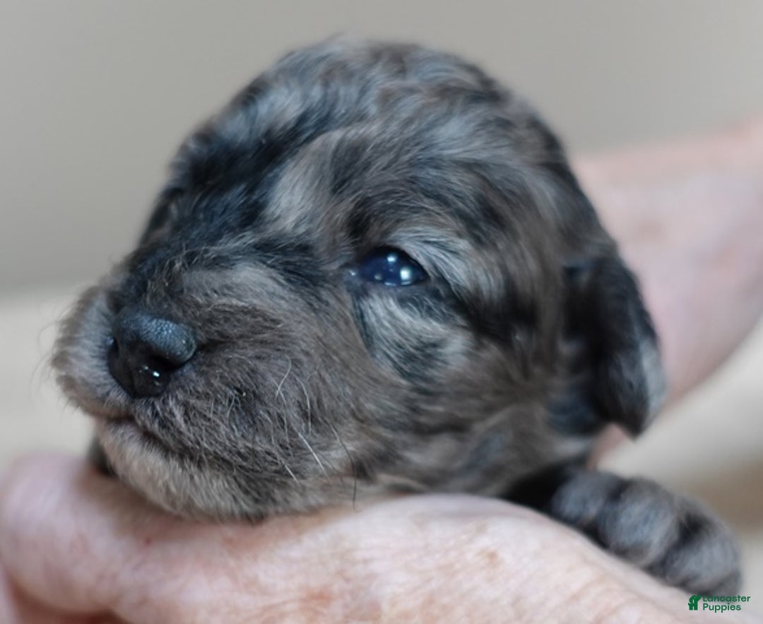 Toy Poodle dogs for sale: Millie - Ad 8