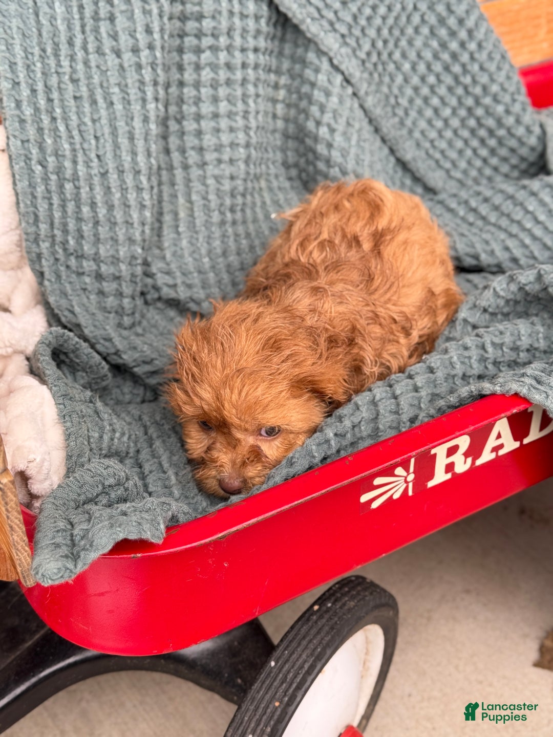 Cavapoo dogs for sale: Arlo - Ad 49