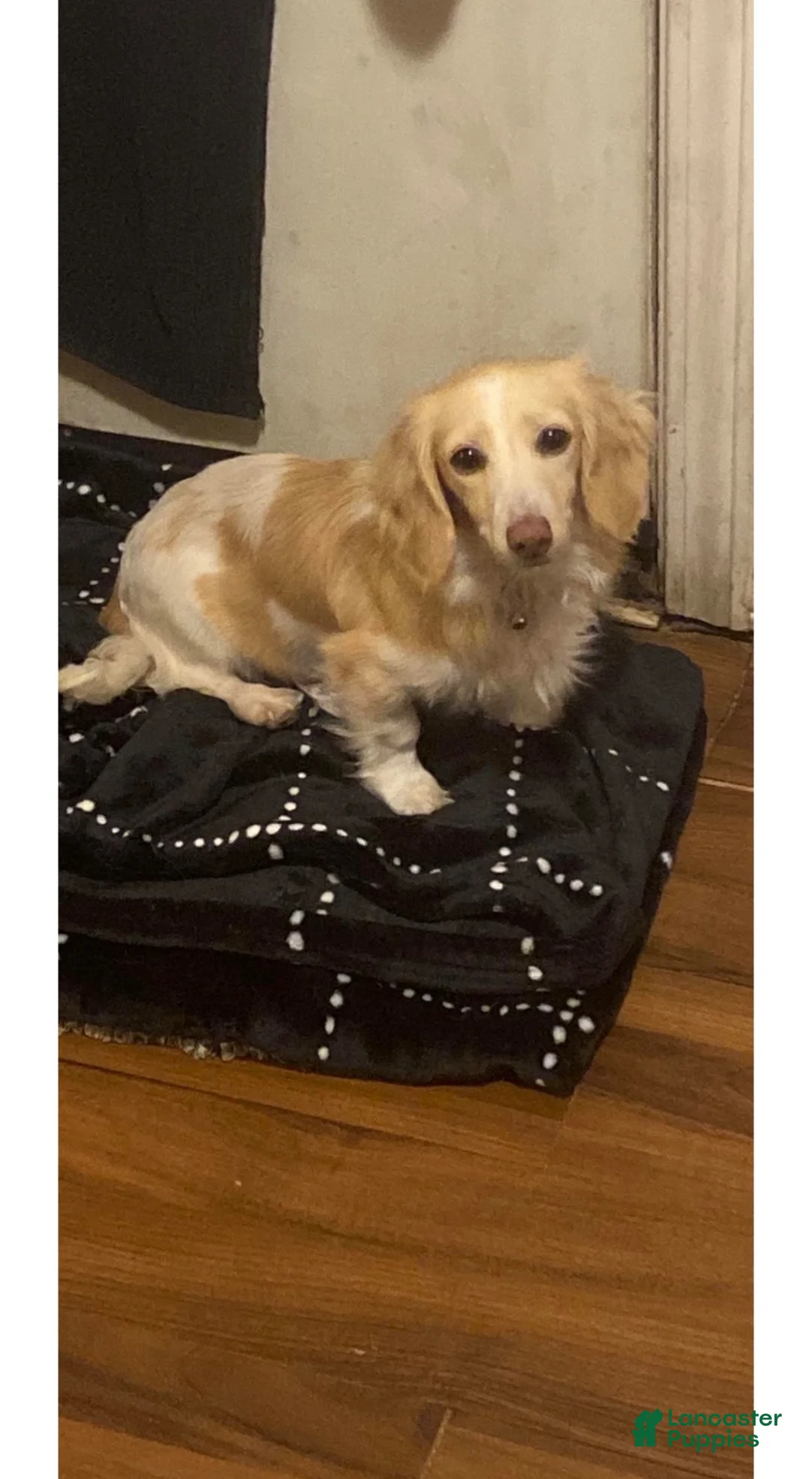 Dachshund dogs for sale: Sterling - Ad 4