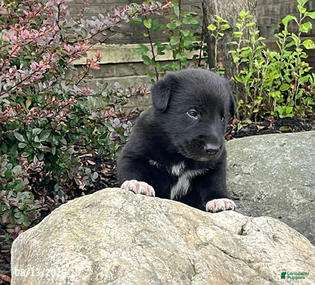 Mixed Breed dogs for sale: Gabe - Ad 5