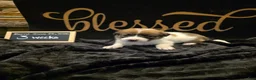 Mixed Breed dogs for sale: White Girl - Ad 4