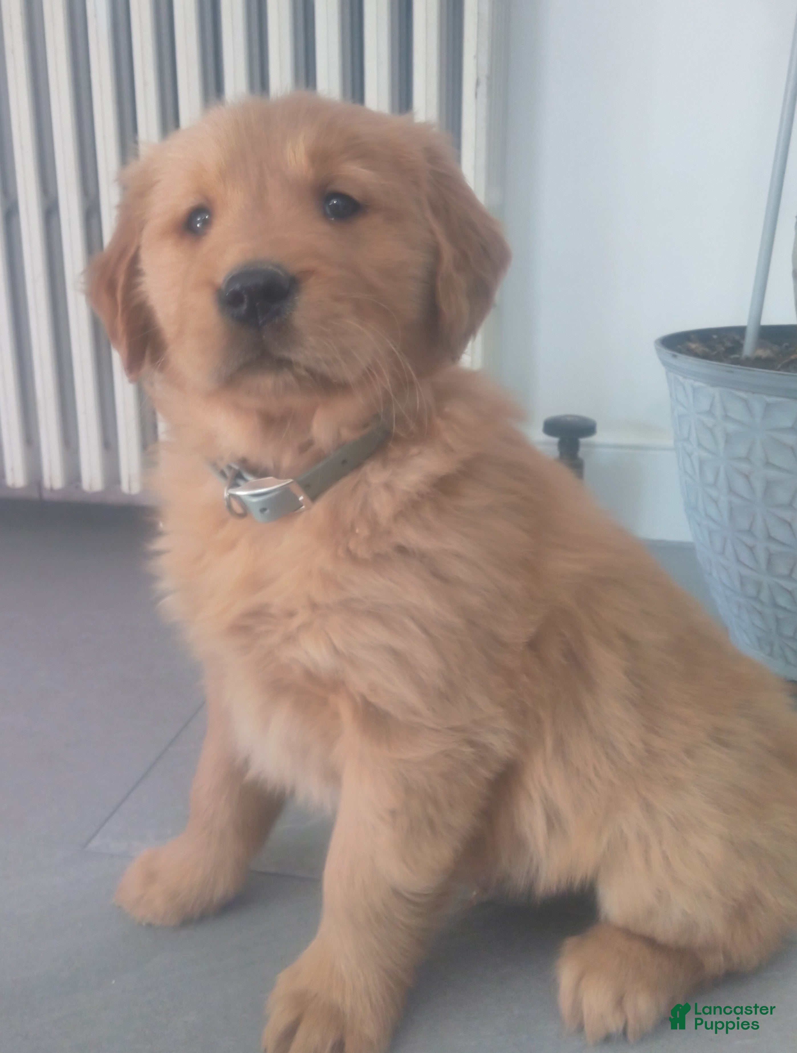 Golden Retriever dogs Jasper (gray collar)“I’m the curious explorer.” - Ad 2