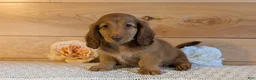 Miniature Dachshund dogs for sale: Heath  - Ad 4