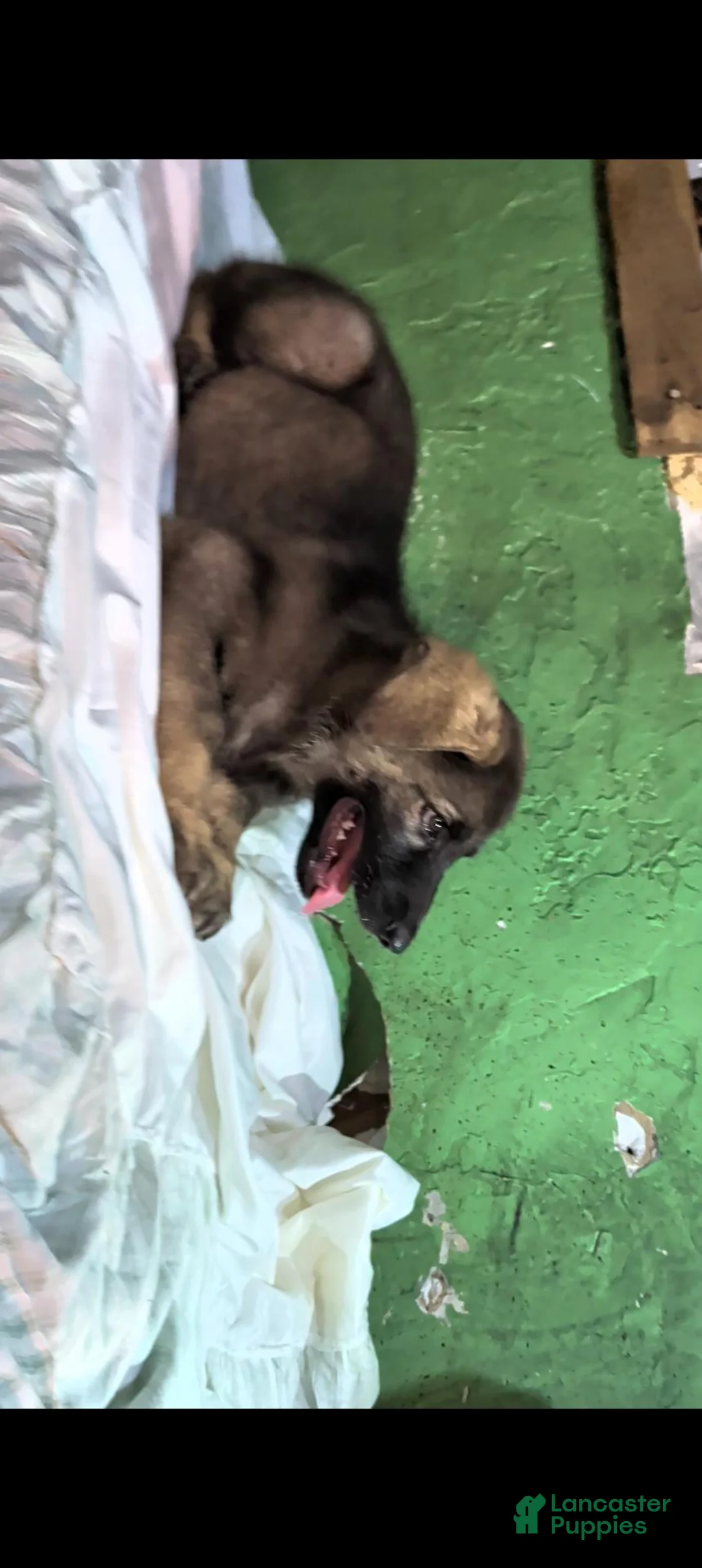 German Shepherd dogs for sale: German Shepherd 1 - Ad 2