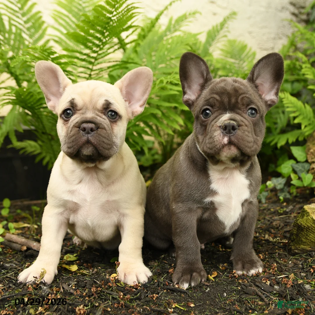 French Bulldog dogs for sale: Delightful Doris - Ad 5