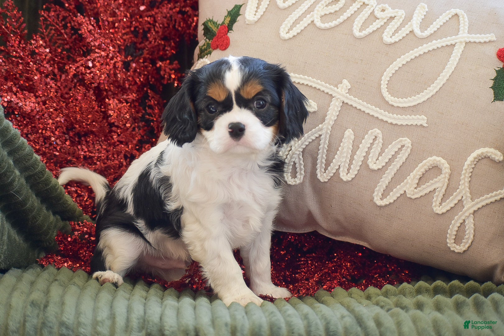 Cavalier King Charles Spaniel dogs Justin - Ad 33